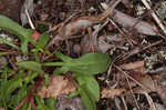 Common sheep sorrel